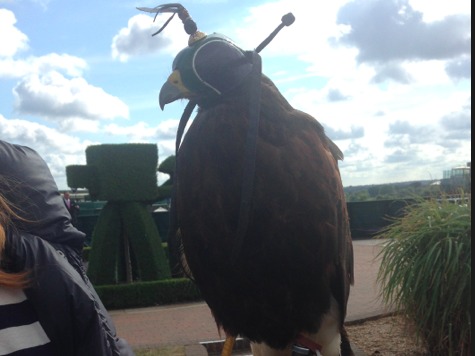 Rufus the Hawk, the Most Important Bird at Wimbledon