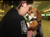 Airport Beagle Sniffs Out Contraband Hidden Food