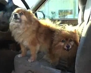 Super Cute Dogs Save Owner From Fire