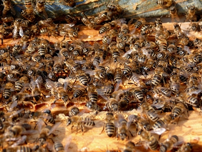 Queen Bee Population Shrinking
