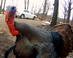 Godzilla The Wild Turkey Terrorizes Michigan Woman