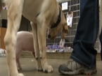 Rescued Piglet Befriends Dog