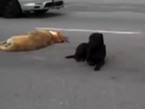 Dog Stays By Struck Companion's Side On Busy Street