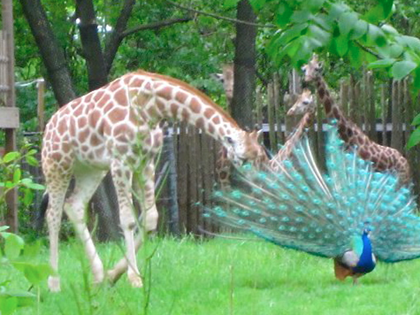Baby Giraffe vs. Peacock