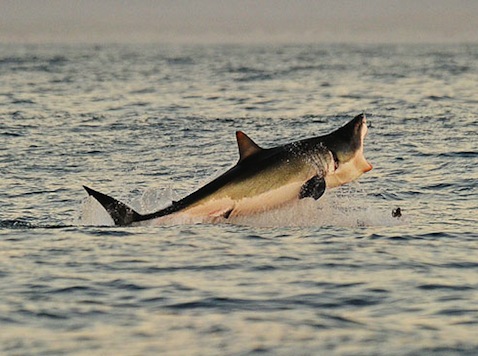 Great White Shark Kills Man In Cape Town Waters
