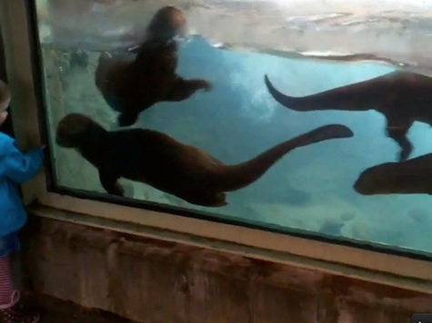 Little Girl Playing With Otters Goes Viral