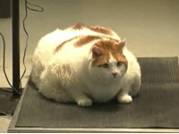 USA's Fattest Cat?
