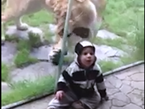 Lion Tries To Eat Baby