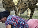 Cheetah Mauling Caught On Tape