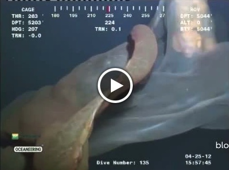 Underwater Drilling Camera Catches Giant Sea Creature