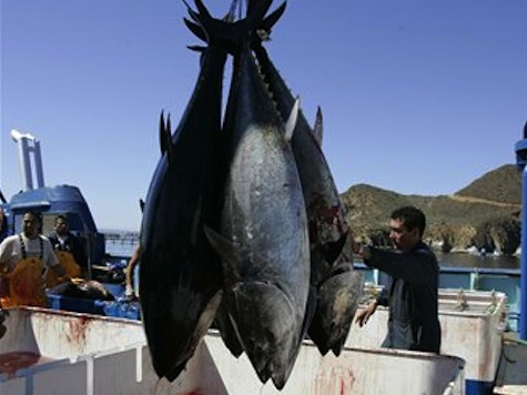 Fukushima Radiation Seen In Tuna Off California
