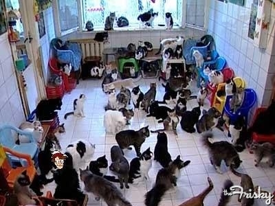 Couple splits after wife adopts 550 cats