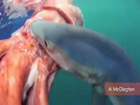 Fishermen Discover Shark Devouring Rare Large Squid