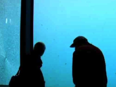 WATCH: Polar Bear Shatters Aquarium Wall By Throwing Large Rock