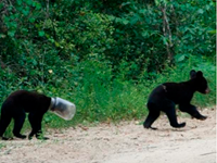 Bear Cub Survives With Jar Stuck On Head For Ten Days