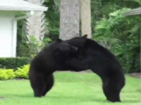 Woman Records Bears Fighting In Backyard