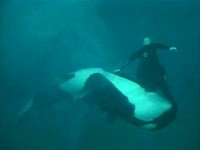 Video Shows Killer Whale Trainer Attack From 2006