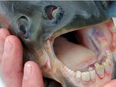 Deadly Testicle-Eating Fish Loose In Illinois