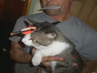 Cat Hit With Cross Bow Arrow Survives