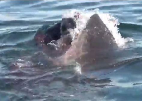 Great White Shark Eats Seal Feet From Family's Boat