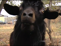 Fainting Goat Traps Teen In Tree
