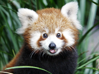 Mental Break: Baby Red Panda Scared By Zookeepers