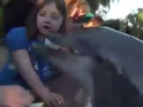 Moment a Dolphin Bites Little Girl at Seaworld