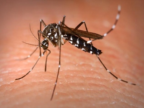 Government Releasing Genetically-altered Mosquitoes