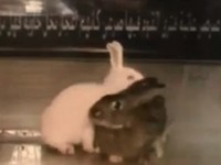 Shocking Graphic Video: Syrian Rebels Testing Chem Weapons On Rabbits As Warning To Civilians