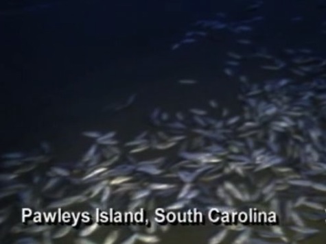 Thousands Of Dead Fish Wash Up On South Carolina Shore