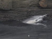 Dolphin Trapped in Brooklyn Toxic Waters