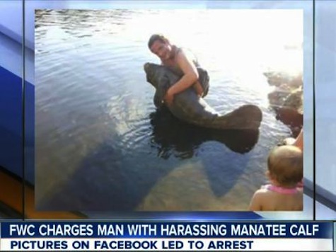 Florida Man Arrested For Playing With Manatee