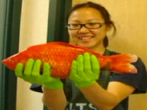 Giant Goldfish Found In Lake Tahoe