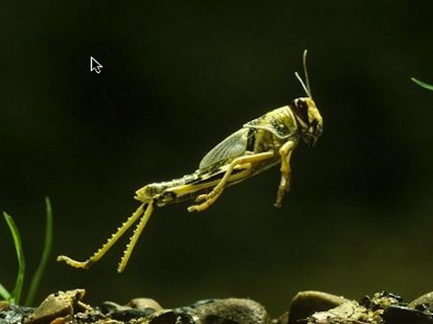Plague Of 30 Million Locusts Invades Egypt