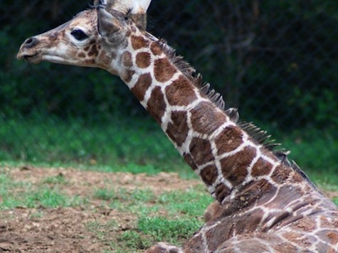 Mental Health Break: Baby Giraffe's First Steps