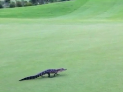 Gator Goes Golfing