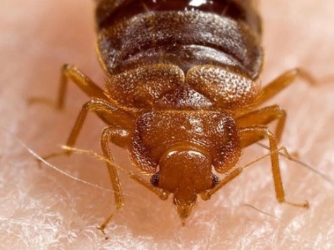 Man Sets House on Fire Trying to Kill Bedbugs