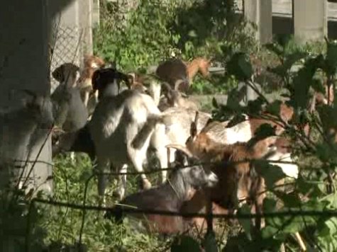 Watch: Seattle Uses Goats to Clear Weeds