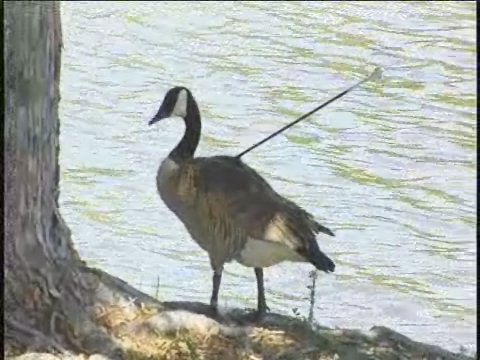 Goose Lives with Arrow Stuck in Back