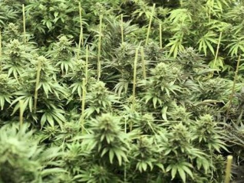 Cop's Farts Lead to Discovery of Pot Farm