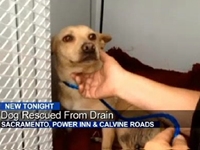 Firefighters Rescue Bound Dog from Storm Drain