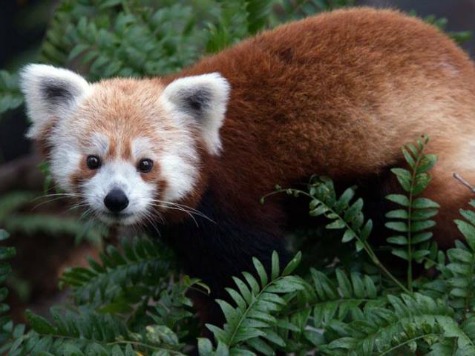 Escaped Red Panda Returns to National Zoo