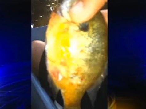Fish Found Covered In Red Sores At Louisiana Lake