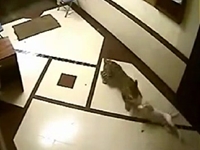WATCH: Leopard Attacks Dog in Mumbai Residence