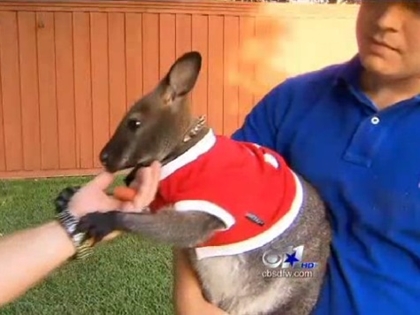Pet Wallaby Busts Loose in Texas Town