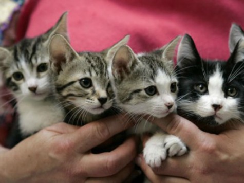 76 Cats Rescued from Single Home