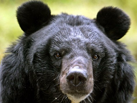 Activist Wants Govt. Food Drops for Bears