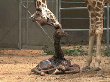 Mental Health Break: Baby Giraffe Takes First Steps