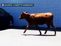 Teacher Recounts Close Encounter with Escaped Cow