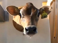 Thieves Steal 26 Calves from Dairy Farm